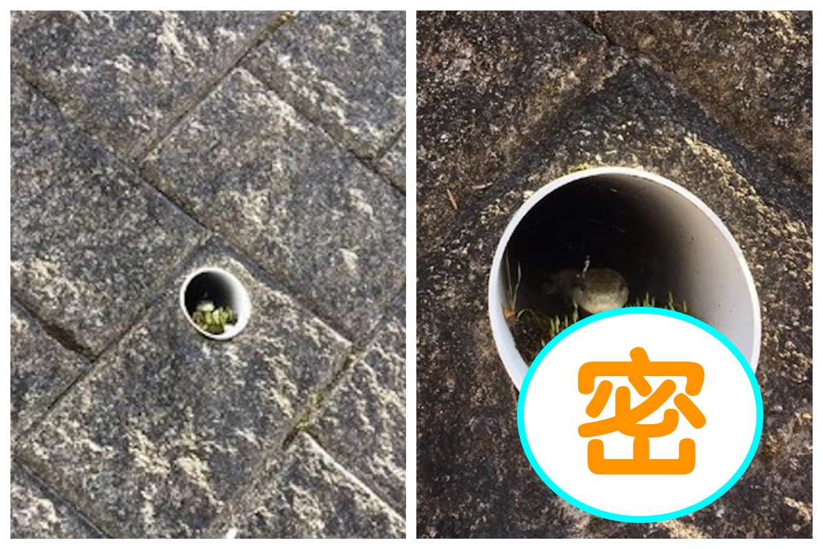 網友發現路邊水管中的「蛇蛇之家」，「裝潢」的超高級。 圖／翻攝自爆笑公社