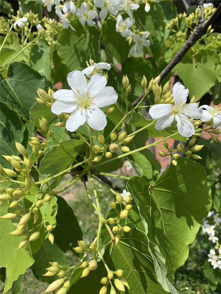 現在正值百花齊放季節，尤以雪白的油桐花最使人醉心，台中市客家桐花祭今(20)日開跑。 圖：取自東勢客家文化園區官網