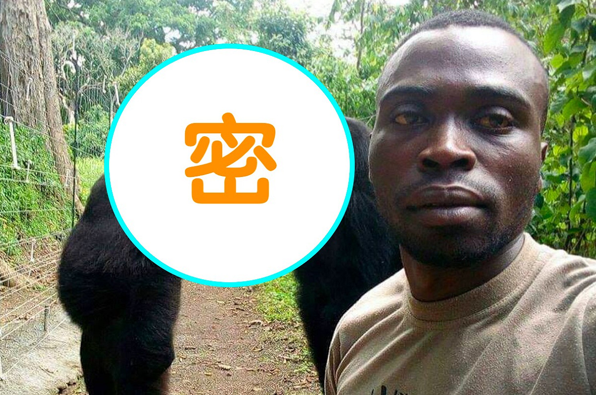 一名國家公園巡守員和 2 兩隻山地大猩猩玩自拍，結果照片中的大猩猩超搶戲，令許多網友笑翻。 圖／翻攝自臉書「The Elite AntiPoaching Units And Combat Trackers」）