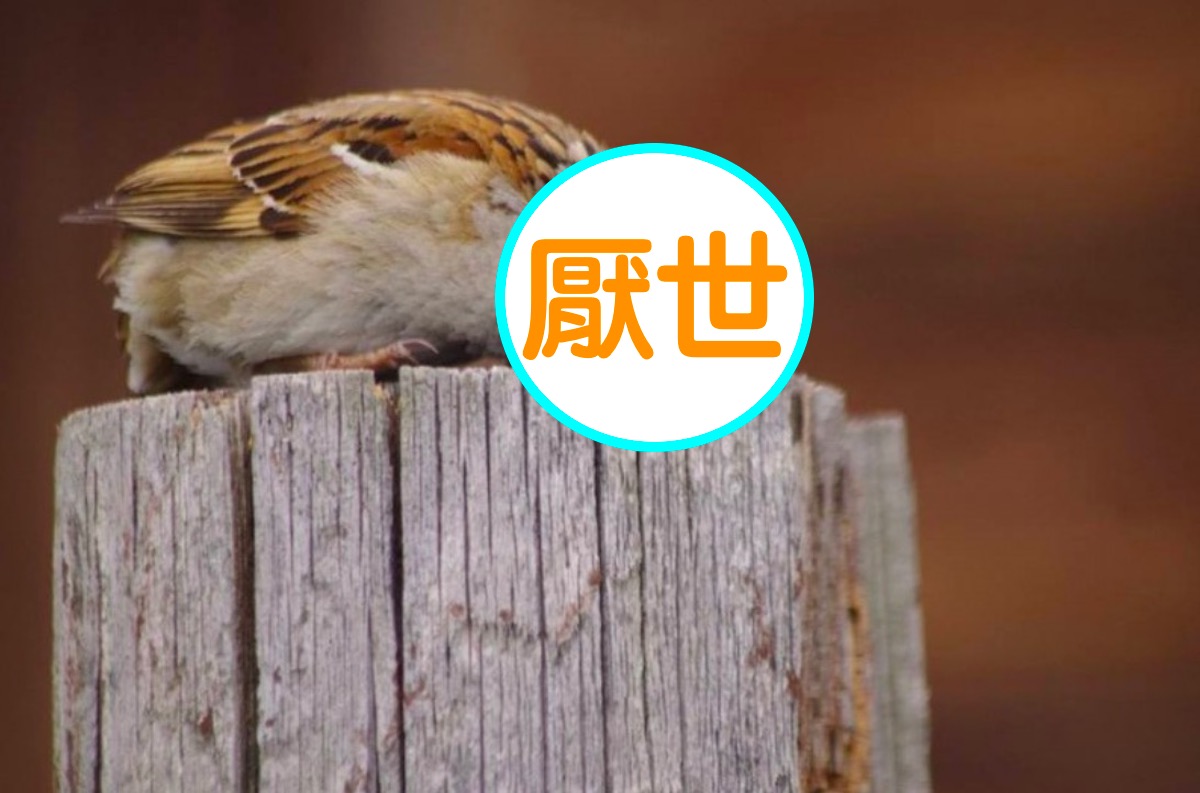 日本攝影師意外拍下「超厭世麻雀」，讓許多網友看了心有戚戚焉。 圖／翻攝自 aerial2009 推特
