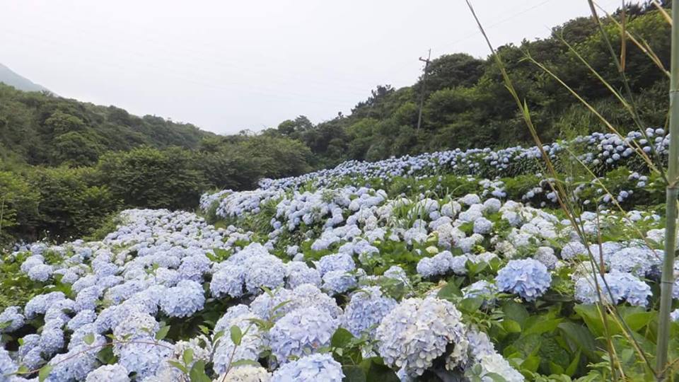 佈滿繡球花的景色，每年總吸引許多人上山拍照打卡。 圖：翻攝高家繡球花田官網