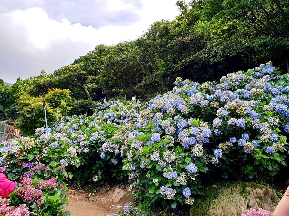又來到一年一度的竹子湖繡球花季。 圖：翻攝高家繡球花田官網