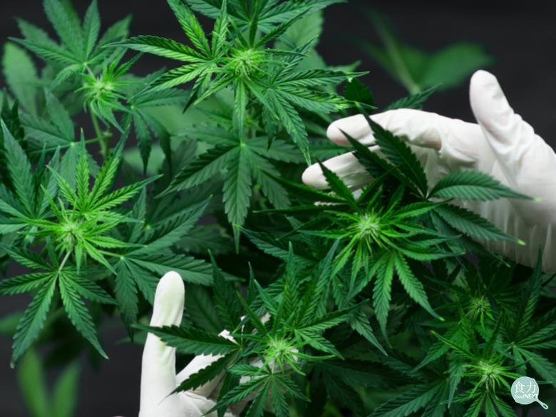 大麻在台灣屬於毒品，但它的萃取物卻有可能成為消除壓力的藥物。 圖：食力