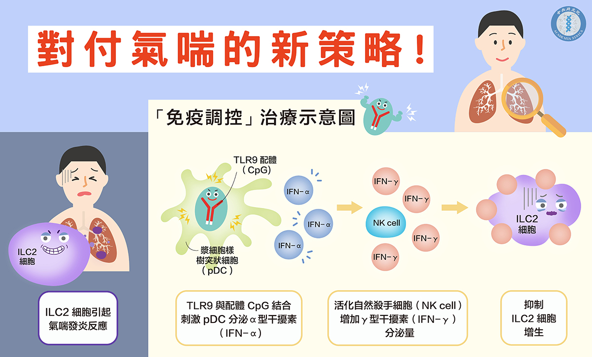 為了抑制ILC2細胞增生，研究團隊把帶有「TLR9配體（CpG）」的免疫調控微粒子（microparticle）以吸入劑型投藥，發現有助於治療氣喘。 圖／中央研究院提供