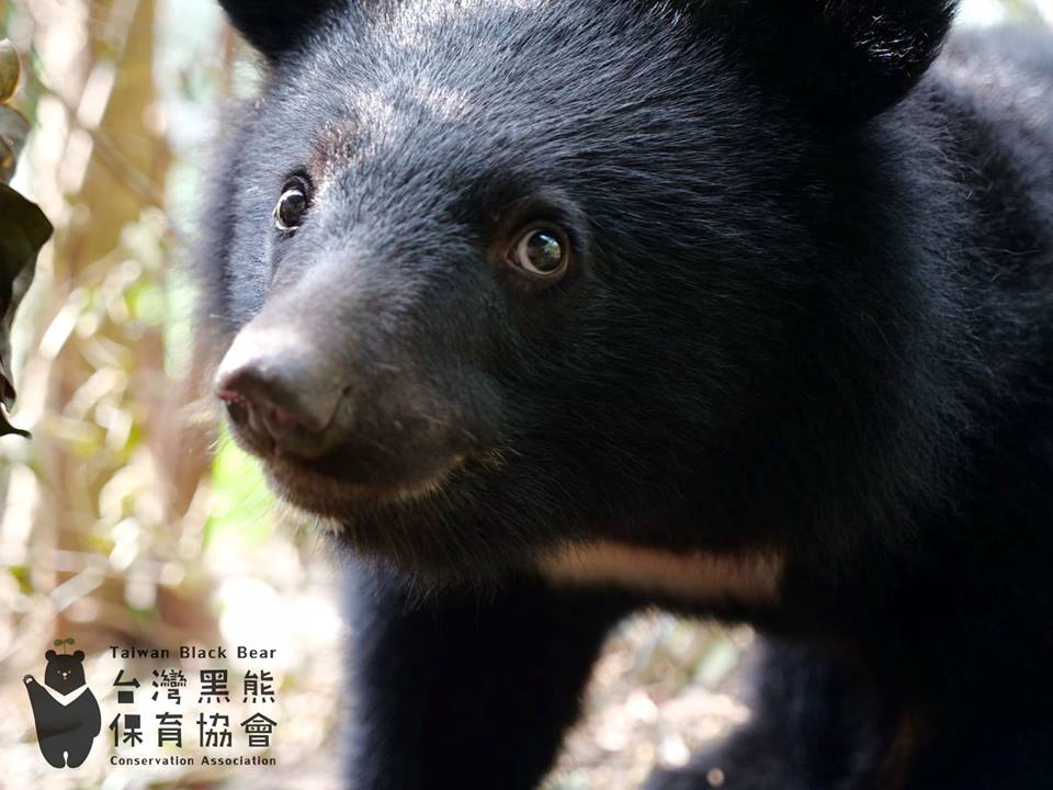 南安小熊日前搭黑鷹直升機野放回家，卻傳出媒體上機全程跟拍一事，引發保育界擔憂。 圖：取自台灣黑熊保育協會臉書官方粉絲團