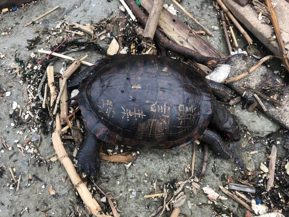 日前和平島公園發現慘死的淡水龜，背上還遭刻字，令人十分心疼，放生議題也再次引發關注 圖：和平島公園官方粉絲團