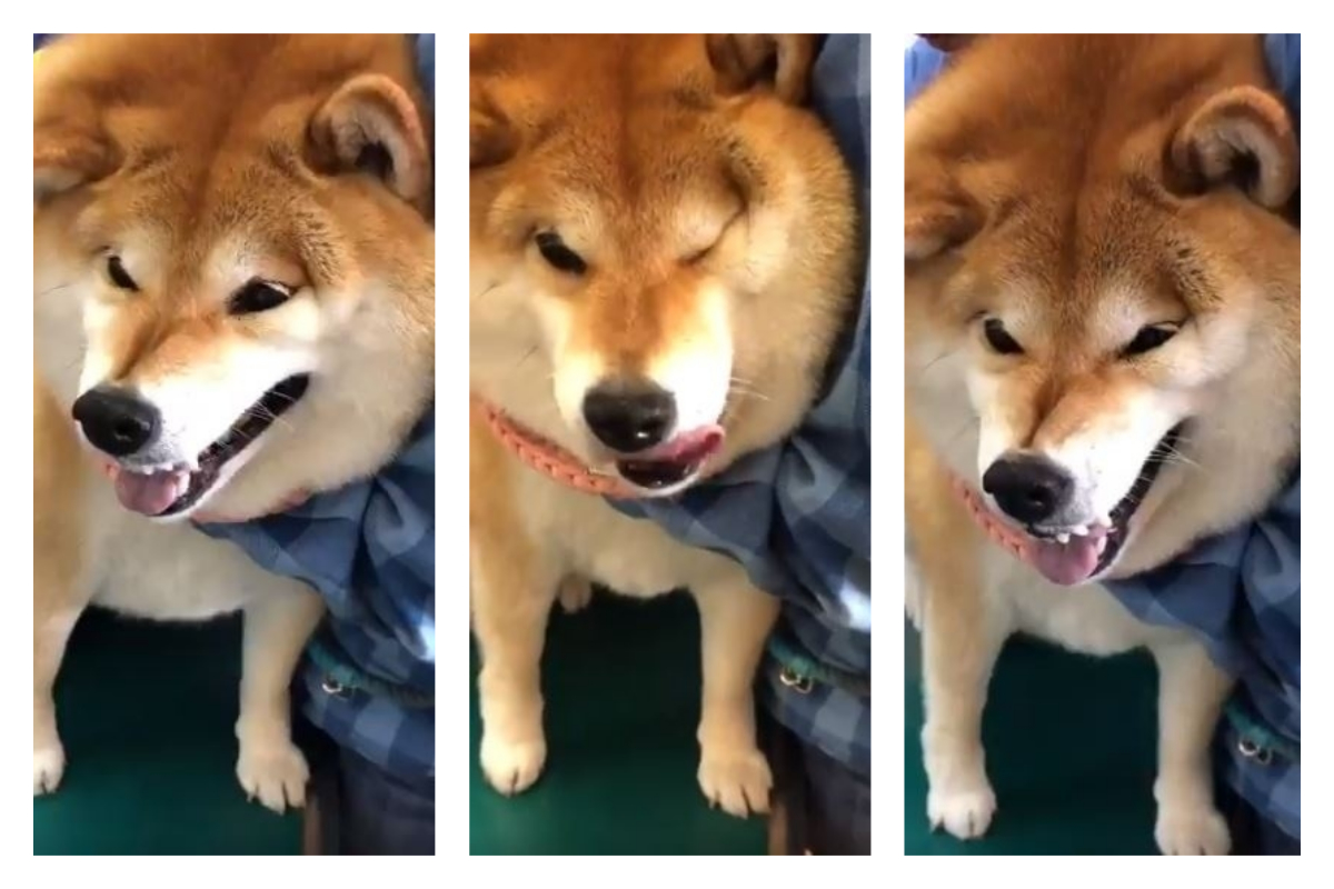 柴犬打針模樣超可愛，在推特爆紅，兩天時間便吸引超過 300 萬次瀏覽。 圖／翻攝自@87shiba87 的推特