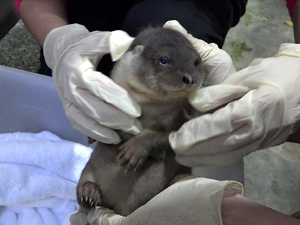 歐亞水獺寶寶：「咦？好多人呀！」 圖：截自台北市立動物園臉書