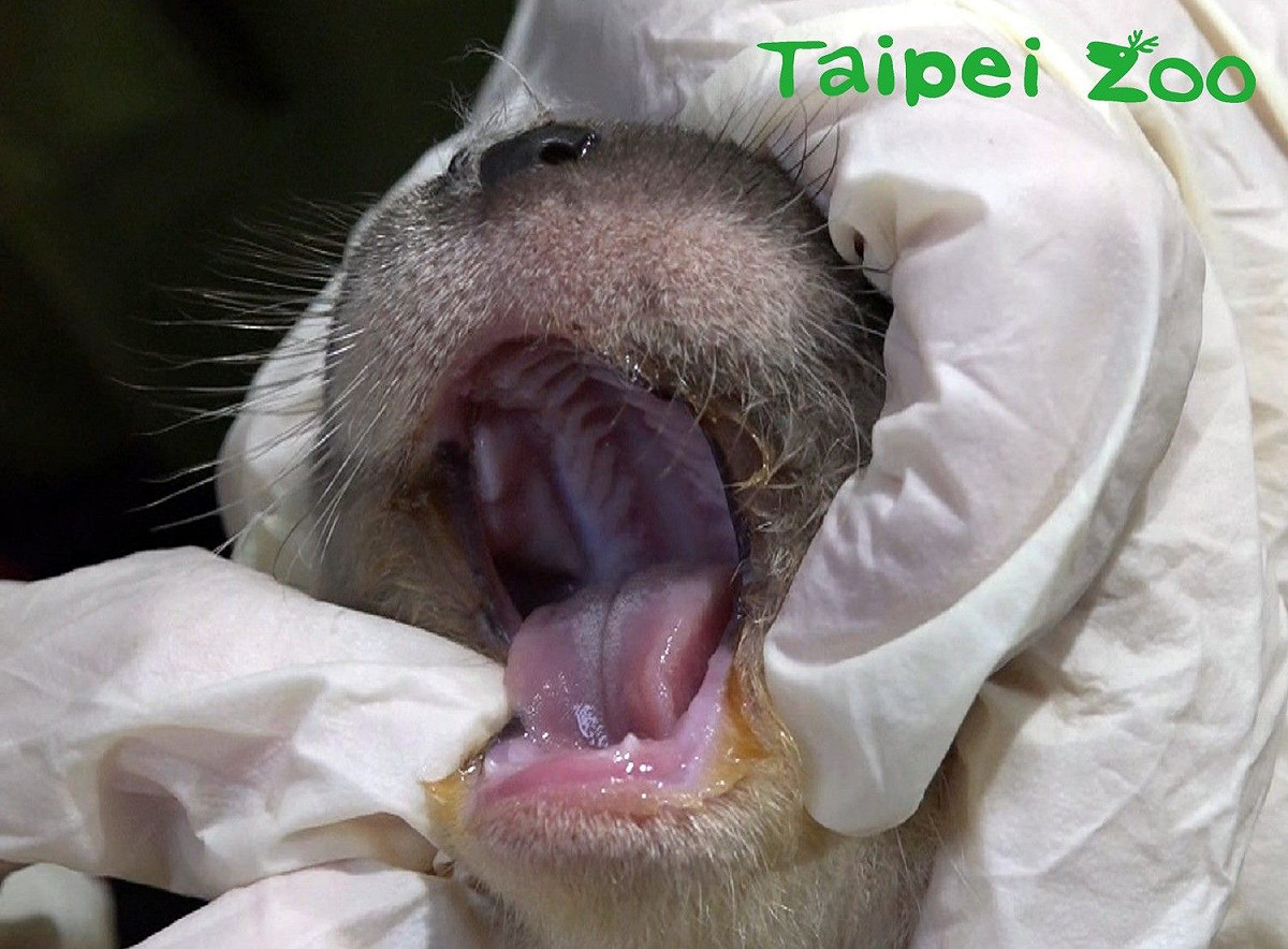 新生歐亞水獺寶寶已長出小小的牙齒。 圖：截自台北市立動物園臉書