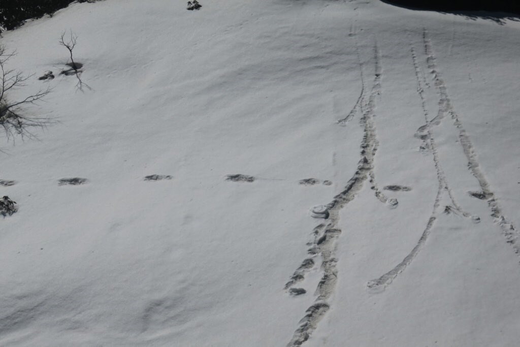 印度軍方宣稱其士兵在喜馬拉雅山脈發現雪人腳印，尼泊爾軍方3日駁斥這種說法。 （圖取自twitter.com/adgpi）