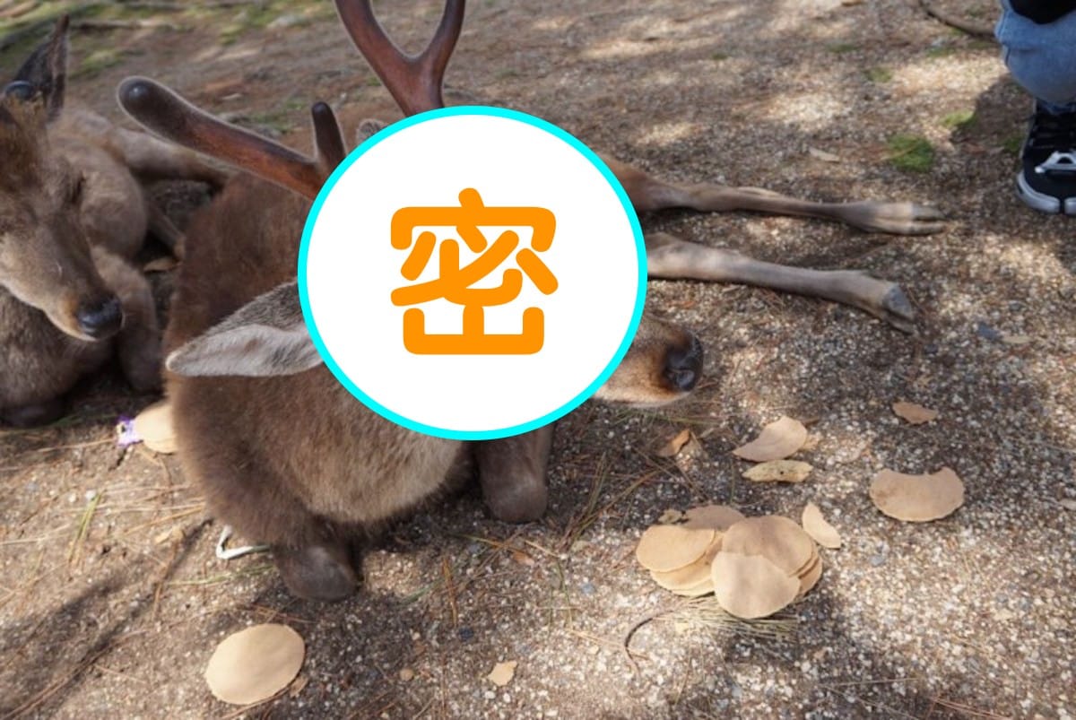 奈良鹿被遊客們「仙貝疊疊樂」超無奈。 圖／翻攝自推特「bubble_oOoO」