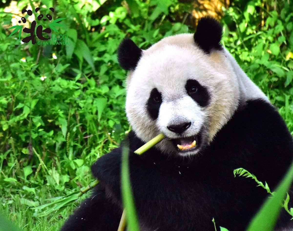 竹筍讓圓仔愛不釋手。 圖：台北市立動物園／提供