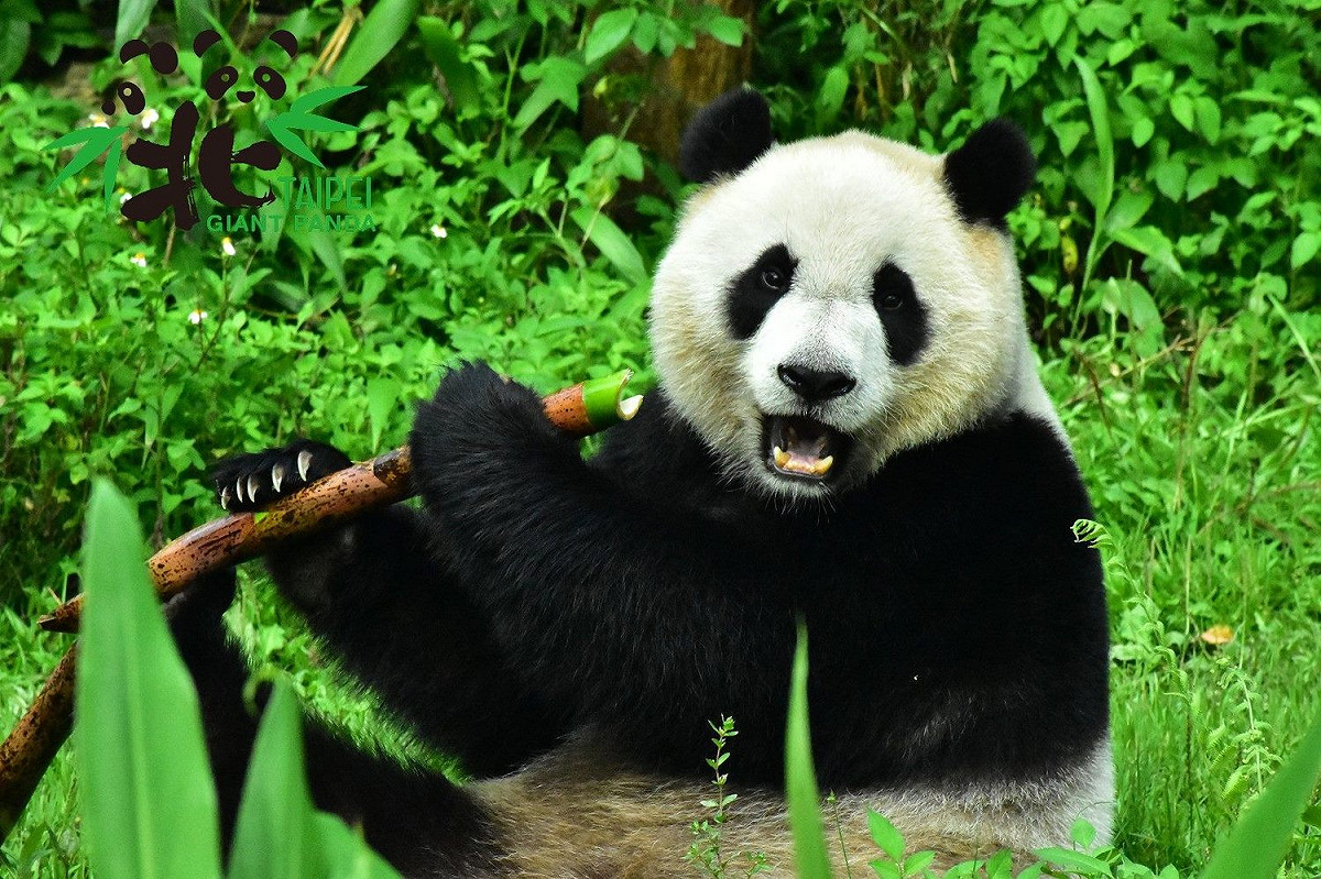 「你問我哪一種筍最好吃嗎？都很好吃唷！」 圖：台北市立動物園／提供