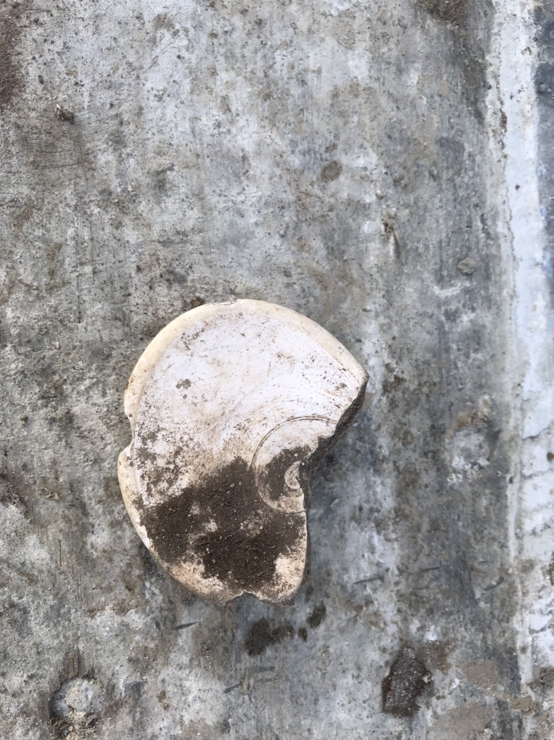由清大人類學研究所所長臧振華所率的考古團隊，在基隆市和平島的兩處停車處預定地進行考古發掘，竟發現橫跨新石器時代、鐵器時代、明代及清代的古文物。 圖：基隆市政府/提供