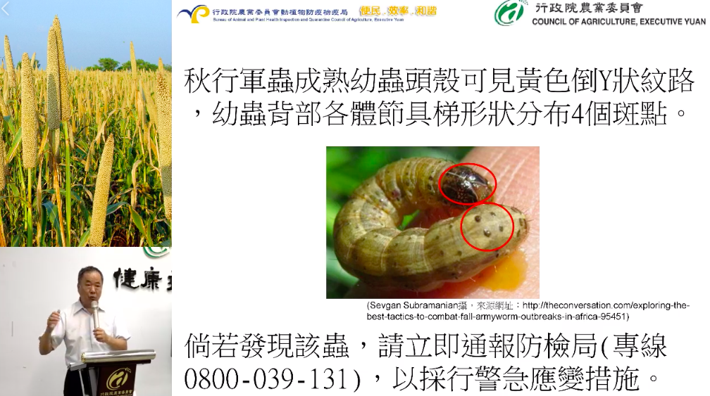 秋行軍蟲成熟幼蟲的頭殼可見黃色倒Y狀紋路，幼蟲背部各體節具梯形狀分布的4個斑點。 圖：截自農委會防檢局直播畫面