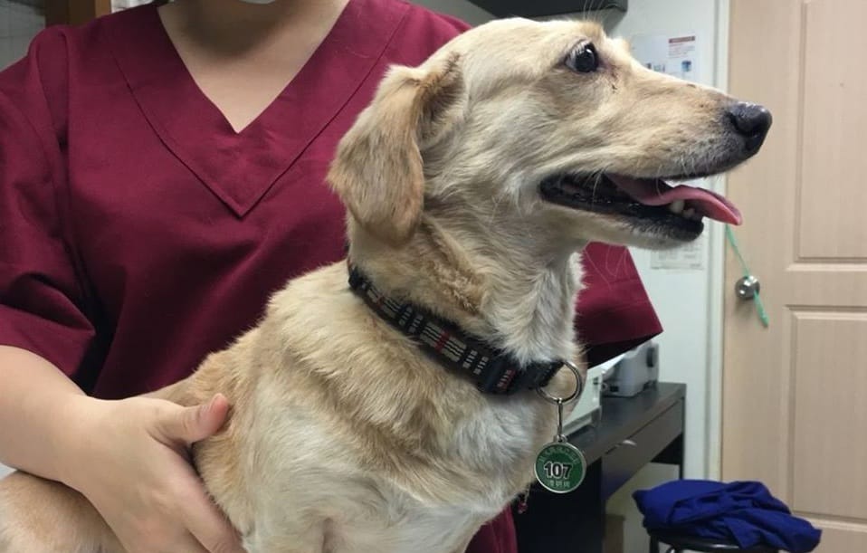 影／收容所送養犬竟半數未結紮 動保處挨批製造流浪犬
