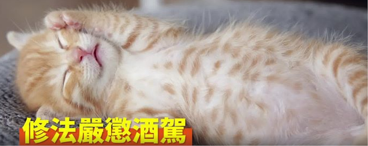 行政院今（20）天在臉書貼出政績宣傳片，透過萌萌的幼貓，讓網友瘋狂分享，2小時就超過3千次。 圖：擷自影片