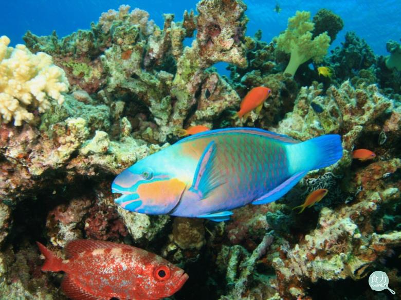 有數百種熱帶或亞熱帶珊瑚礁魚類，攝食後可能引起「熱帶性海魚毒（Ciguateric toxins）中毒」。 圖：食力