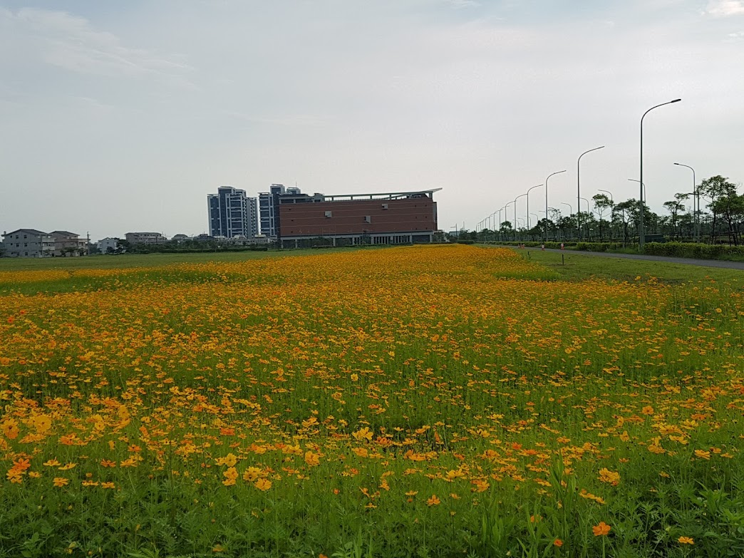宜蘭科學園區宜科一路旁，大片黃波斯菊正在盛開，美麗花海相當吸睛，成為民眾拍照熱點。 圖／記者李清貴攝,2019.05.27
