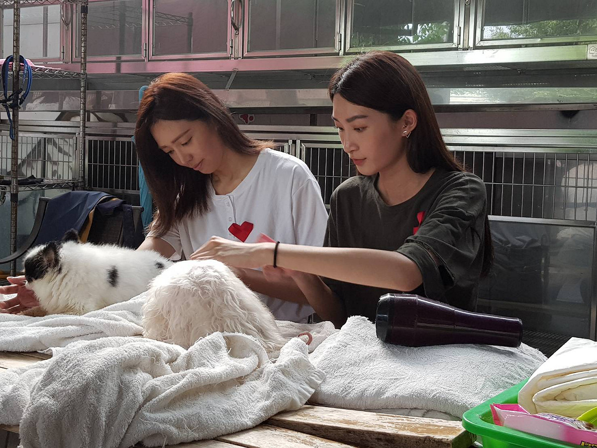 凱渥名模藝人王心恬（左）、林蔚廷，幫板橋動物之家收容的狗狗理毛。 圖／新北市動保處提供