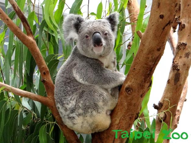北市動物園將於6月19日起進行10天的休園整繕。 圖：台北市立動物園／提供