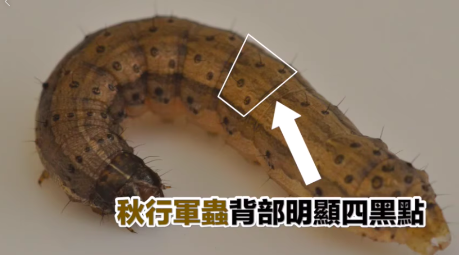 秋行軍蟲成熟幼蟲的頭殼可見黃色倒Y狀紋路，幼蟲背部各體節具梯形狀分布的4個斑點。 圖：農委會防檢局/提供