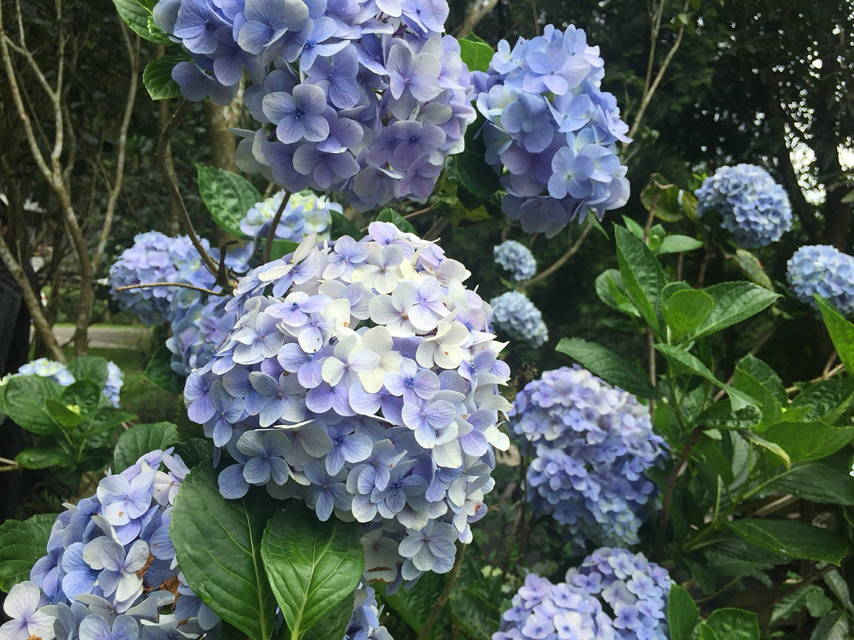 繡球花季原於6月9日止，受近日氣候影響將延至6月30日結束 圖：閻芝霖／提供