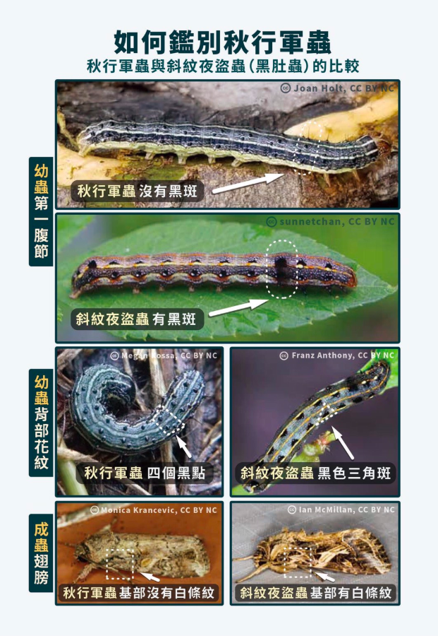 一圖教你如何鑑別秋行軍蟲 圖：農委會防檢局/提供