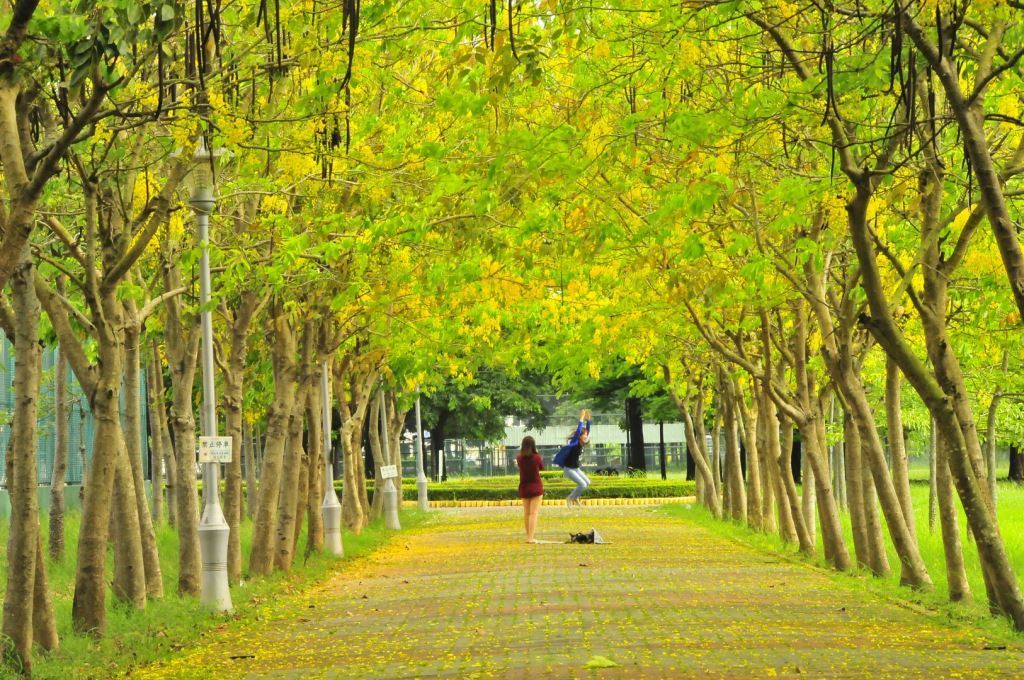 虎頭埤風景區每到阿勃勒花季總吸引大量遊客入園，欣賞花季限定景致。 圖：台南旅遊網／提供