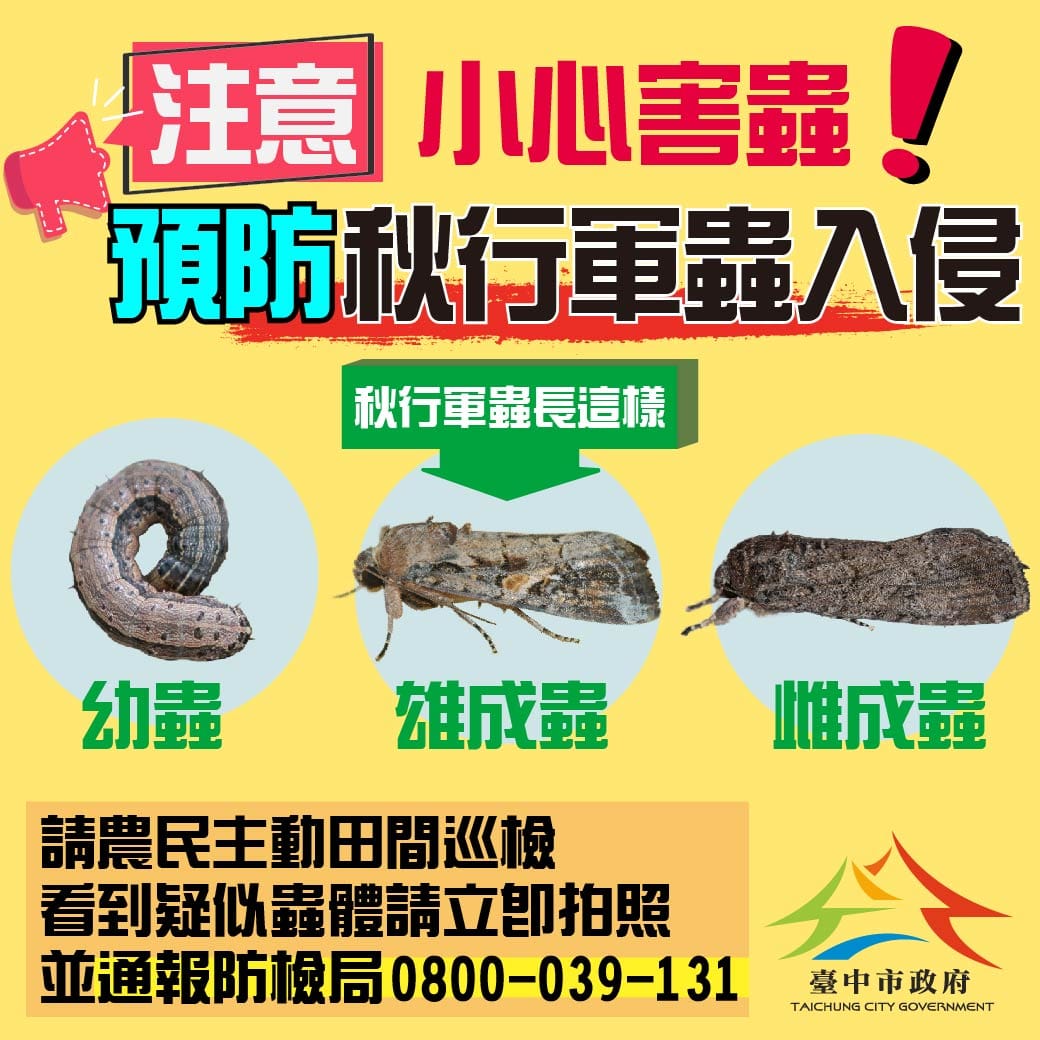 秋行軍蟲長這樣。 圖 : 台中市政府/提供