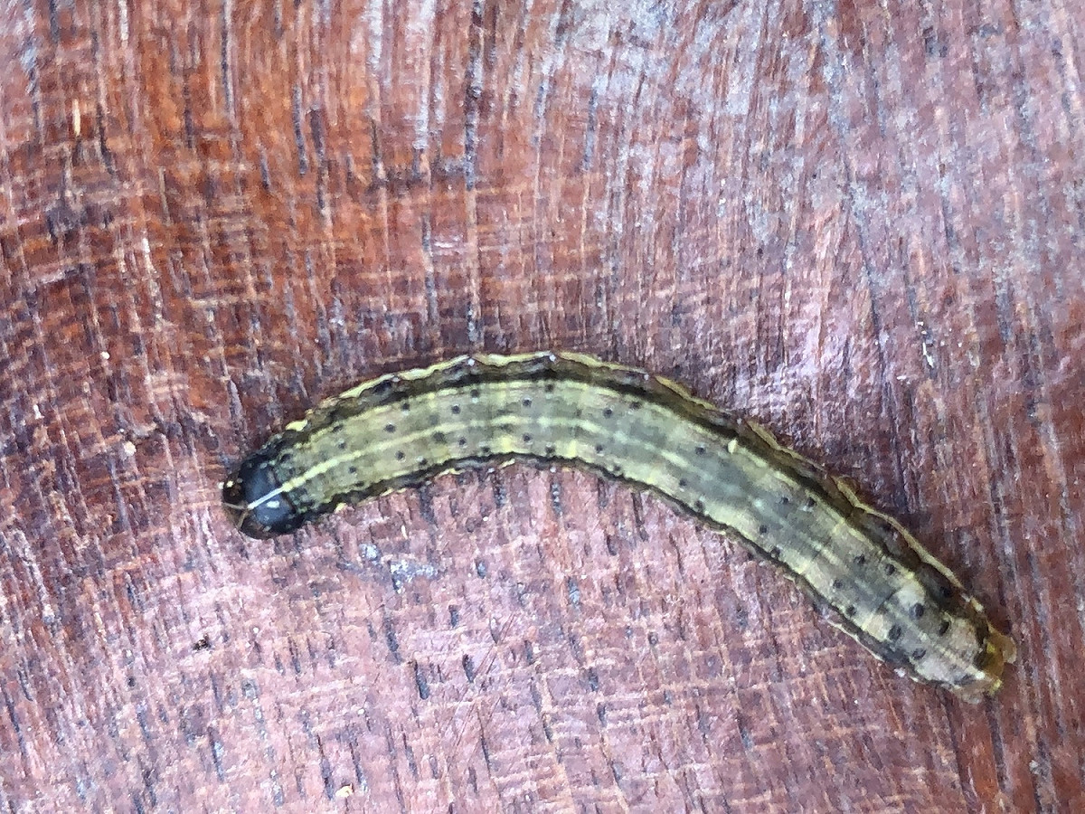秋行軍蟲成熟幼蟲的頭殼可見黃色倒Y狀紋路，幼蟲背部各體節具梯形狀分布的4個斑點。  圖 : 台中市政府/提供