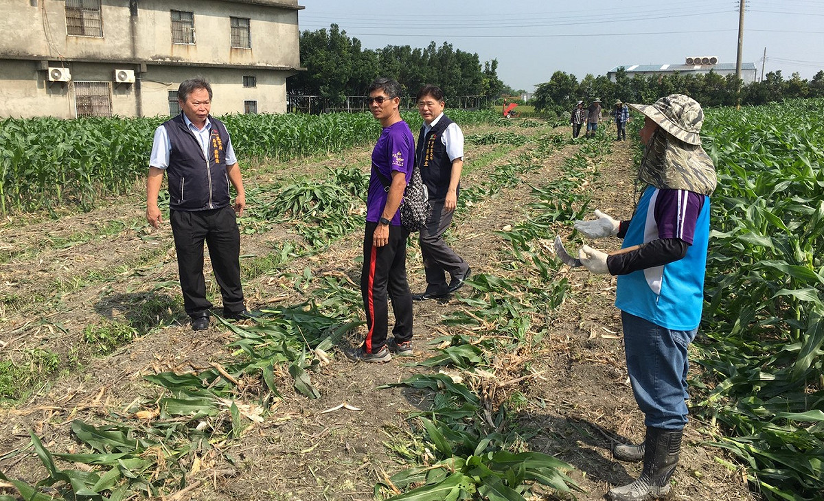台中清水一處玉米田驚傳秋行軍蟲災情，但由於土層深度不足不適合掩埋，農業局決定採用焚化銷毀方式，並在今日展開撲殺行動。 圖：台中市府提供