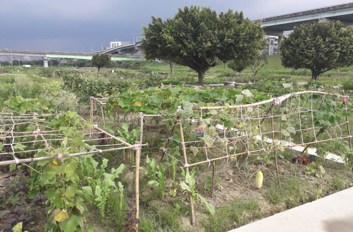 新北市府澄清樂活農園僅單一耕位的莧菜含鉛量略高於標準值，為確保安全疑慮，目前土壤已送驗，即日起禁止採收、販賣及食用農園內生產作物。 圖：新北市政府水利局／提供