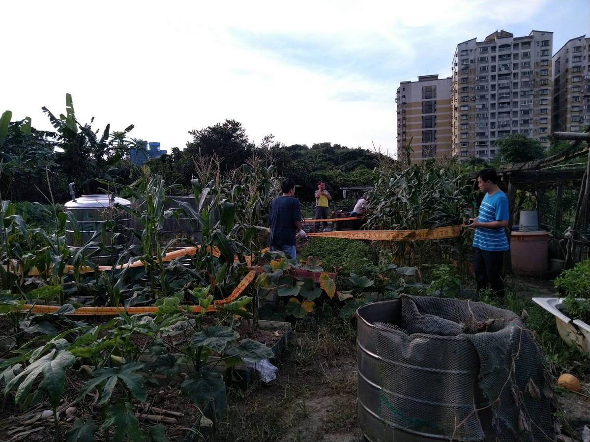 基隆發現首例秋行軍蟲案例。 圖：基隆市政府 / 提供