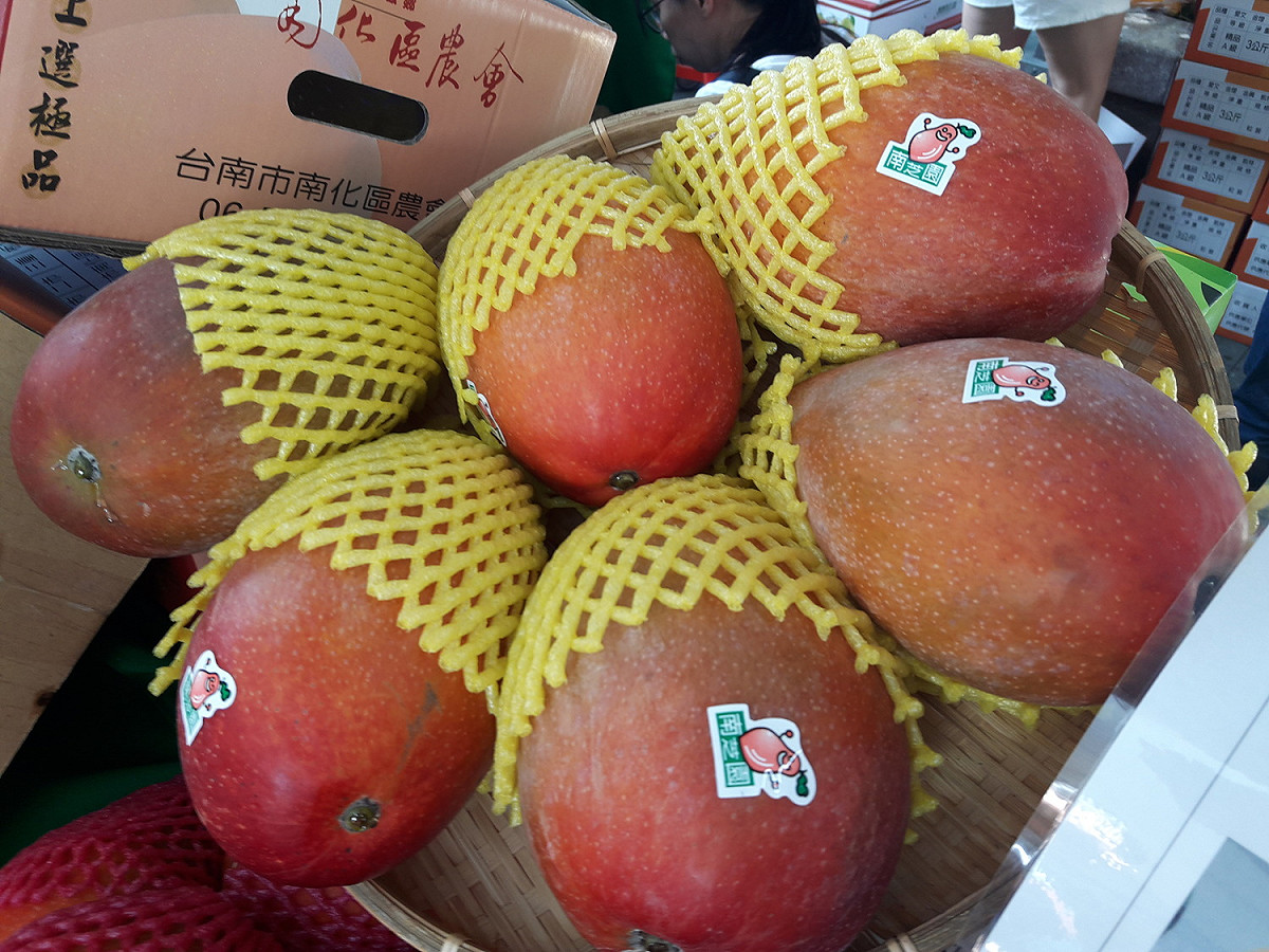 台南芒果進入盛產期，其中愛文芒果甜度高、香氣足，很多民眾都指定要吃愛文芒果。 圖：林昀真／攝