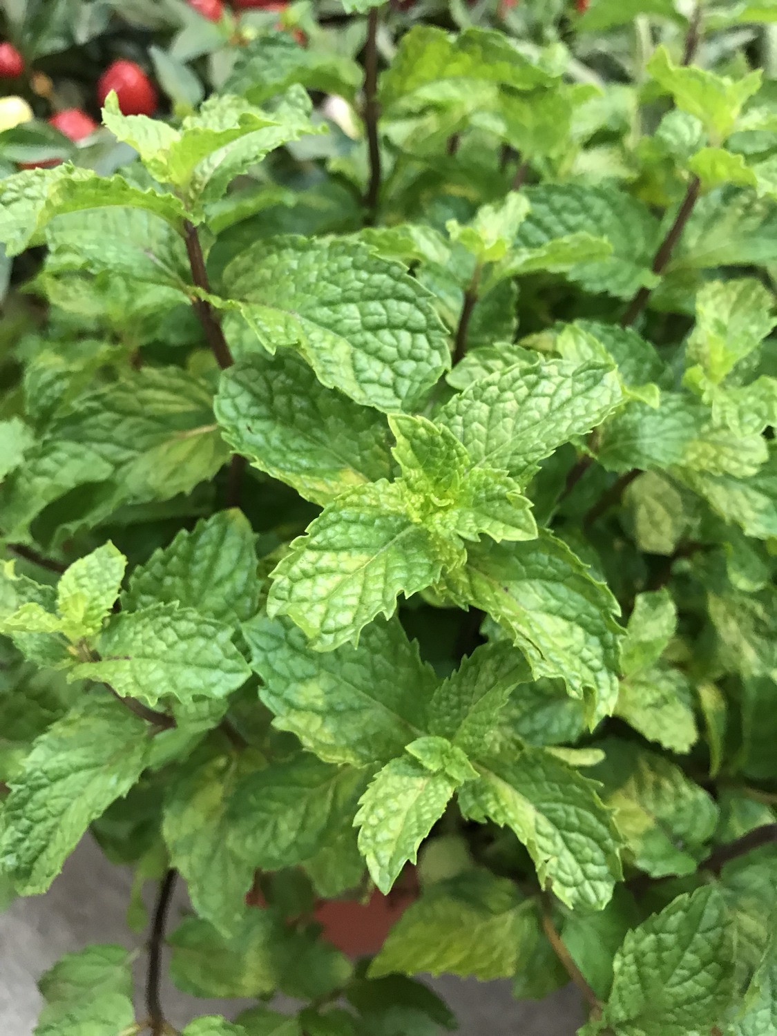 薄荷用途廣泛。 圖：新北市政府景觀處／提供