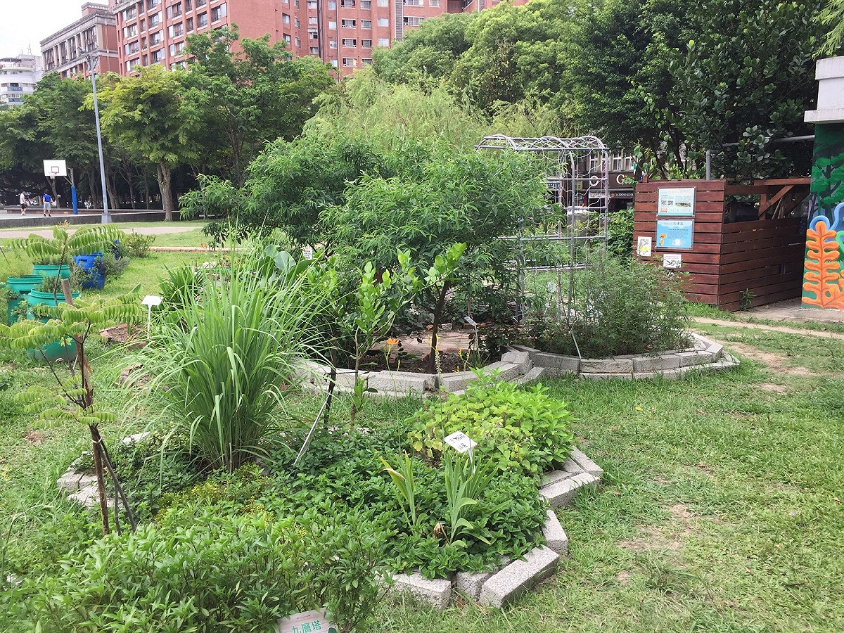 公園中也常長可以看到香草，照片左側中間叢狀生長的即為香茅。 圖：新北市政府景觀處／提供