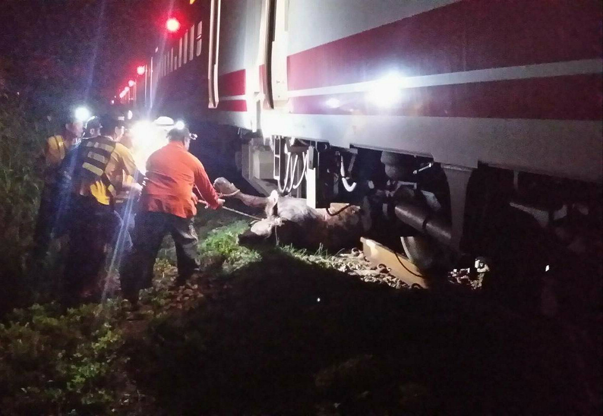 448車次普悠瑪自強號撞牛事故。 圖/台鐵提供