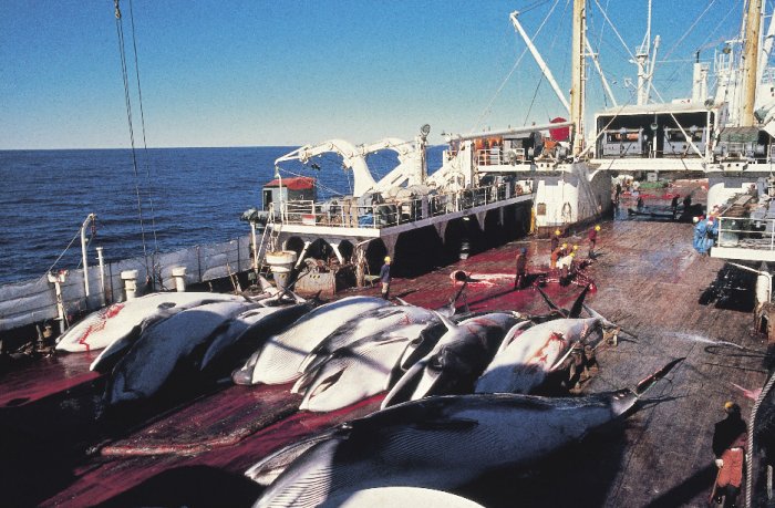 日本不顧國際反對聲浪，將自7月1日起重啟商業捕鯨活動，圖為1986年日本捕鯨船上的血腥屠鯨畫面。 圖：翻攝自海洋守護協會官網