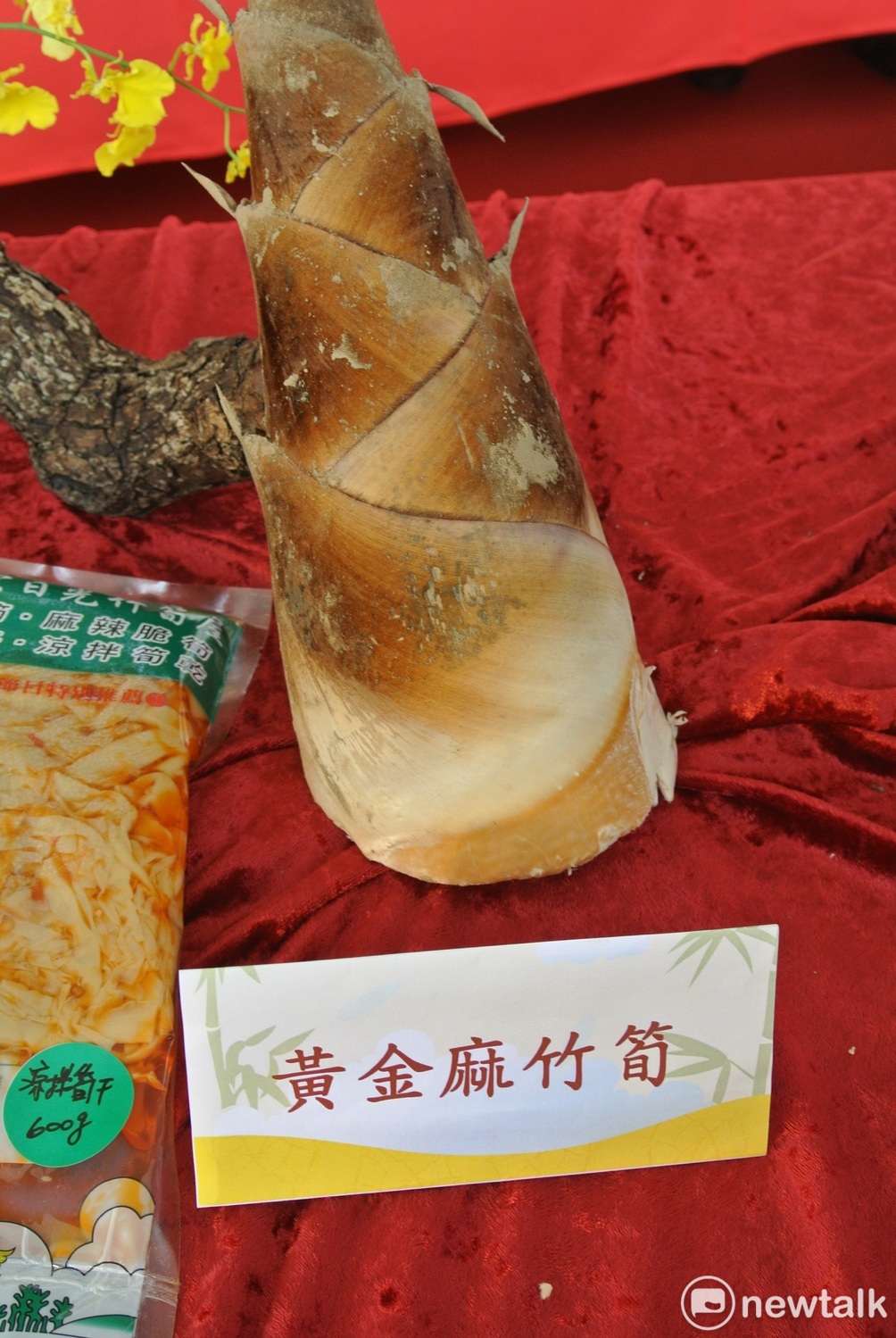 黃金麻竹筍。 唐復年/攝