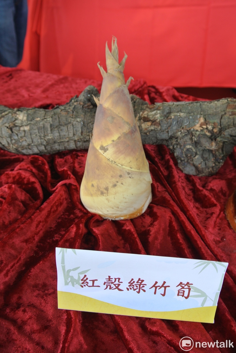 紅殼綠竹筍。 唐復年/攝