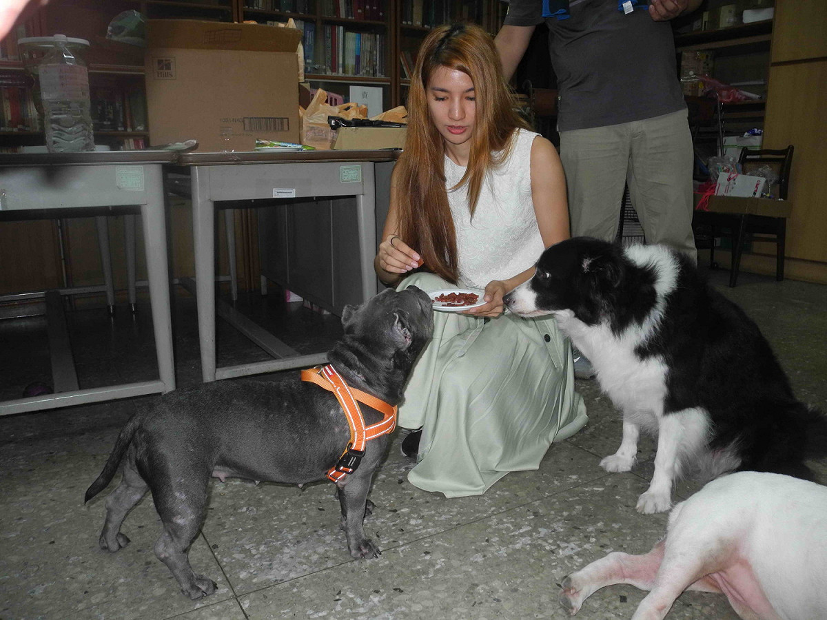 新北市動保處員工毛品樺每天由心愛的邊境牧羊犬「汪醬」陪同，一起上下班。 圖：王峻昌/攝