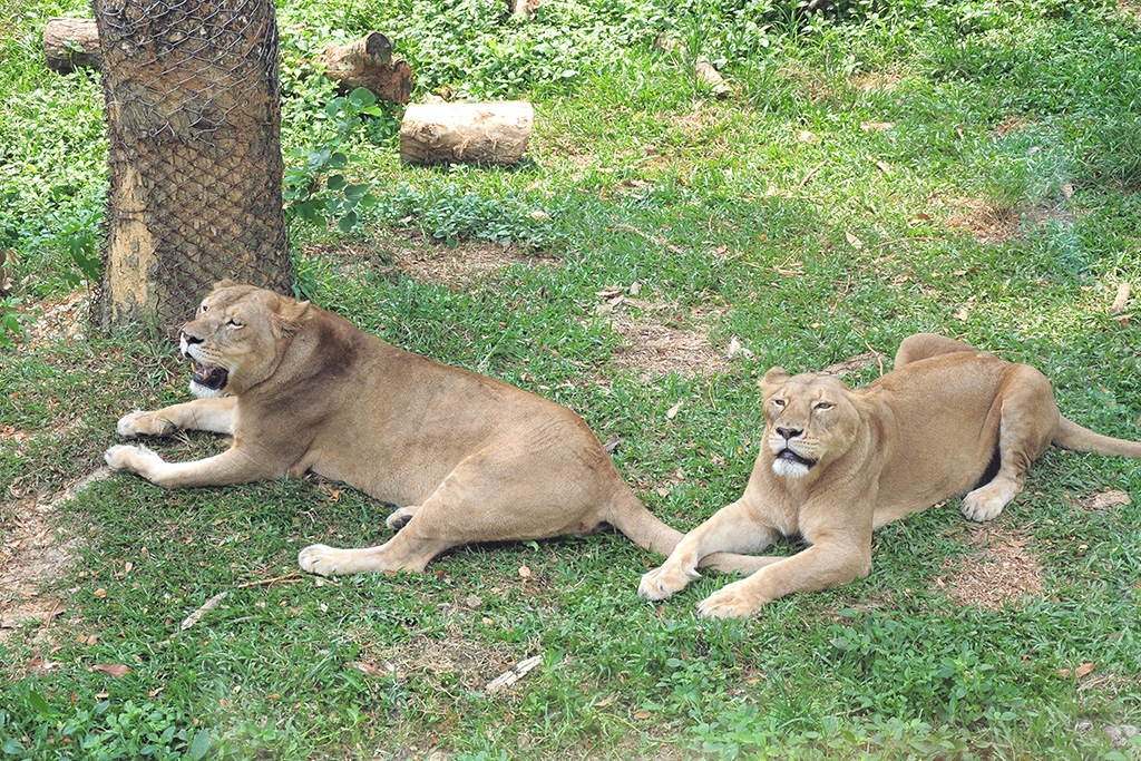 壽山動物園暑期特別將開放時間延長至晚上8點。 圖：高雄市觀光局／提供