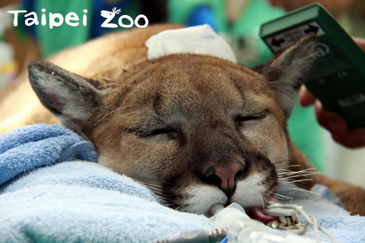 動物園首度「不對外開放」期間，推出特定動物專屬的客製化「健檢套餐」圖為美洲獅健檢。 圖：台北市立動物園／提供