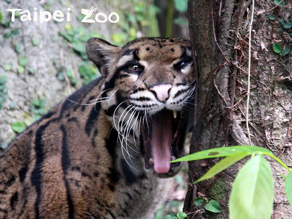 動物醫生團隊非常重視「預防勝於治療」，從10幾年前就開始推動全園動物的健檢，圖為雲豹 Suki。 圖：台北市立動物園／提供