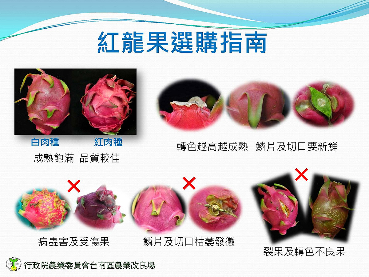 火龍果選購指南。 圖：農委會／提供