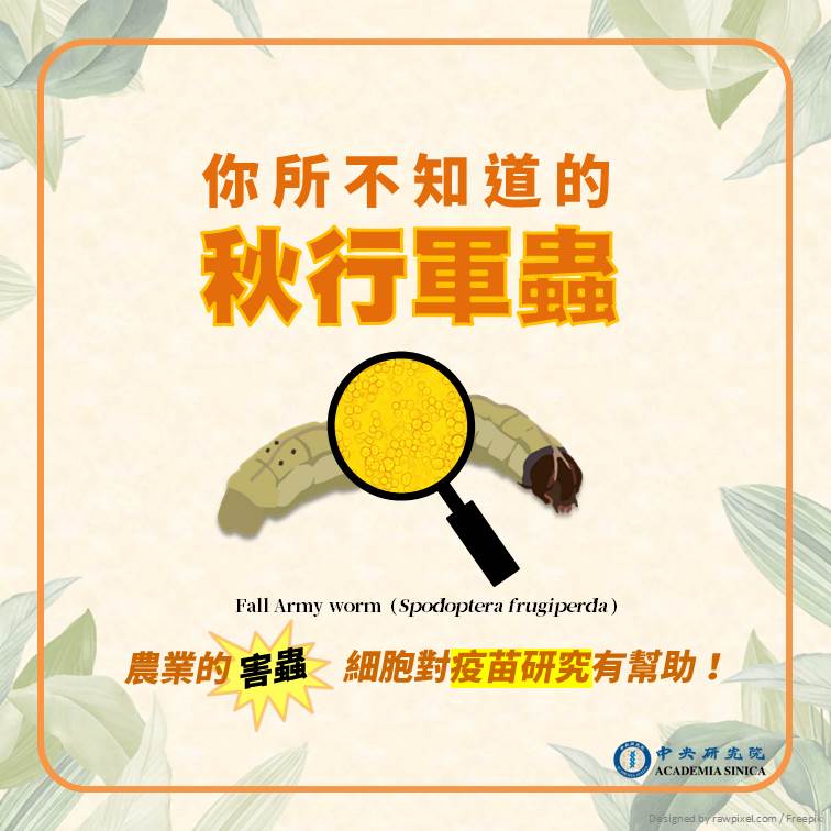 中研院指出，秋行軍蟲雖是害蟲，但在醫學研究上卻是很有幫助的。 圖：翻攝自 中央研究院 Academia Sinica 臉書