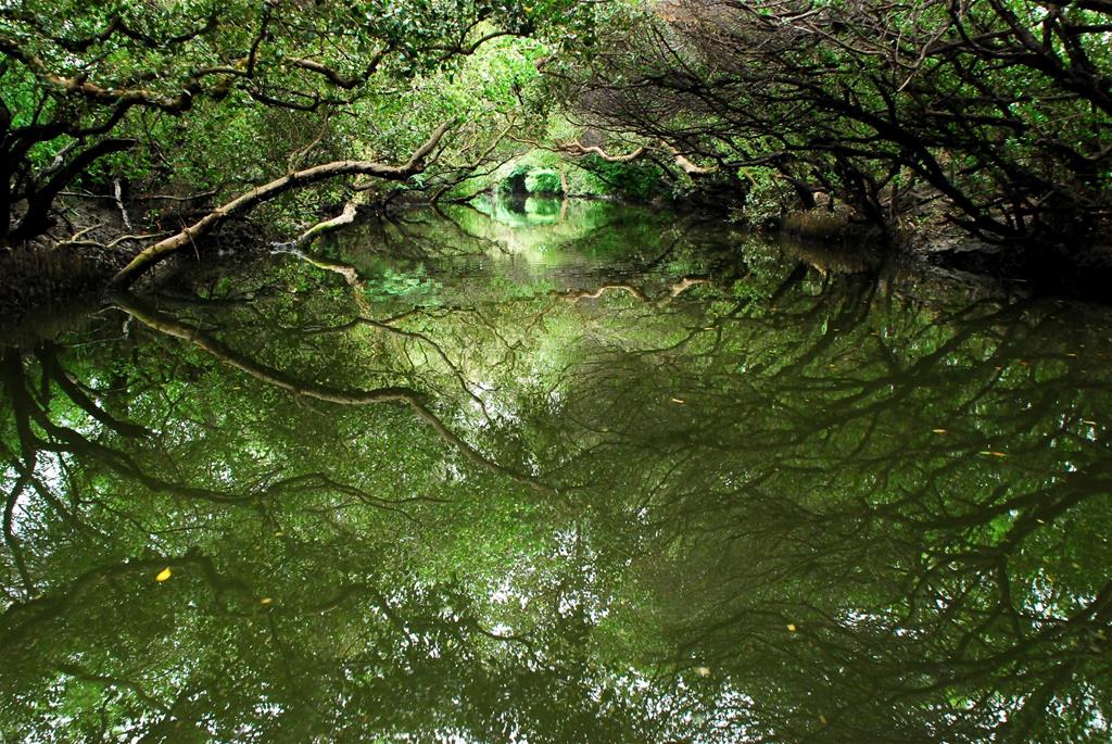 台南有非常豐富的文化遺產以及特殊濱海景觀，吸引許多國內外遊客到訪。 圖：台江國家公園官網／提供