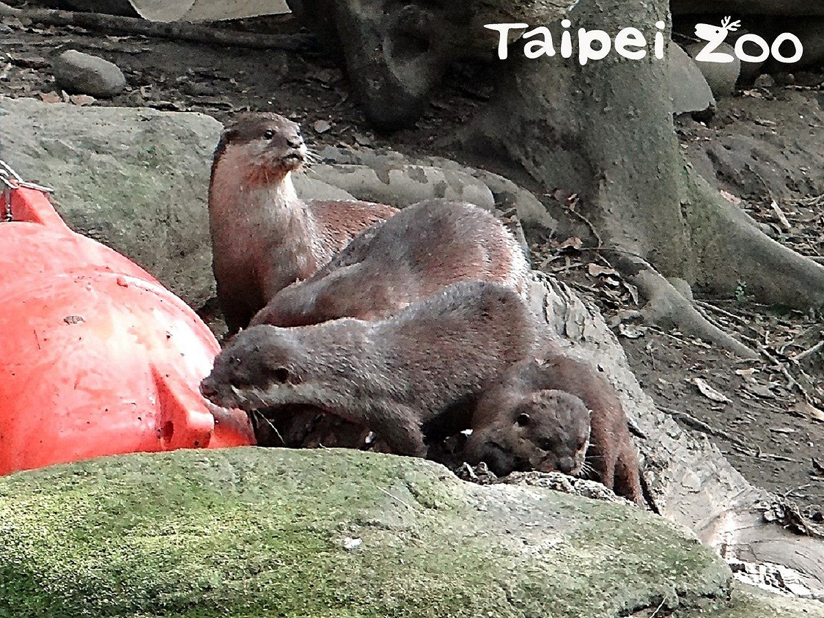 小水獺家族。 圖：台北市立動物園／提供