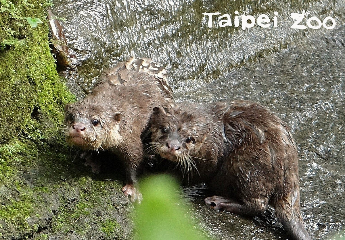 小爪水獺的新生寶寶。 圖：台北市立動物園／提供